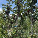 Stĺpovitá jabloň (Malus ballerina) ´MAYPOLE´- jesenná, výška 200-220 cm, kont. C15L